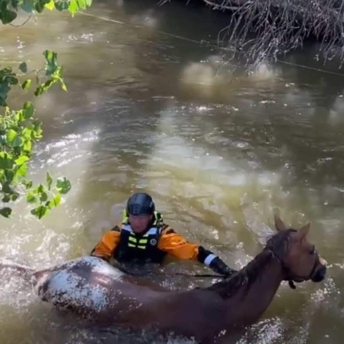 lifeguard saves a horse from the water