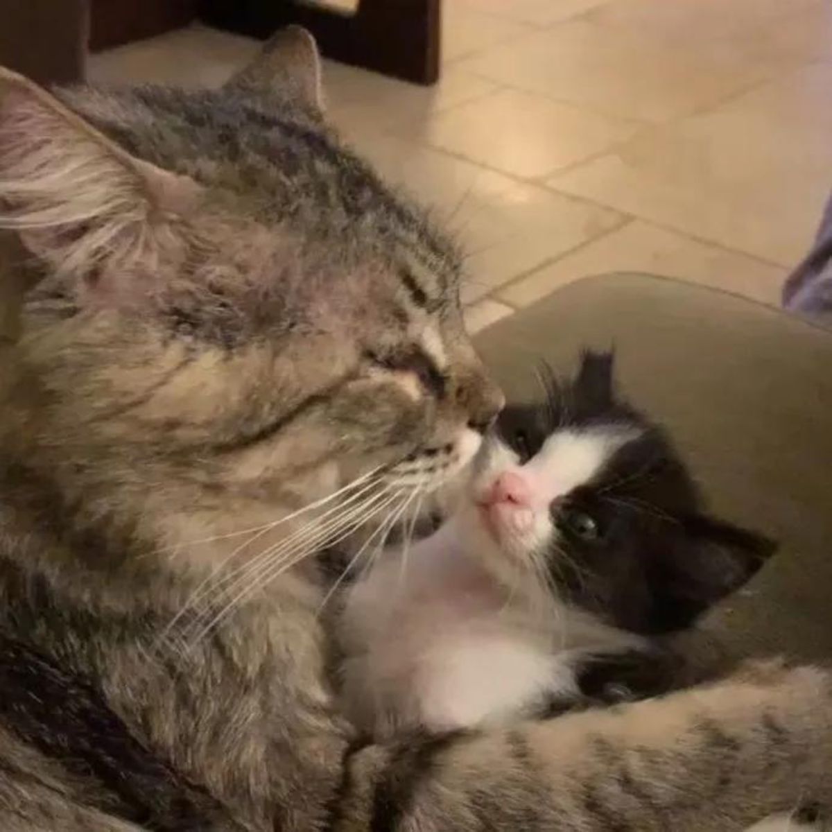 little and big cats are cuddling