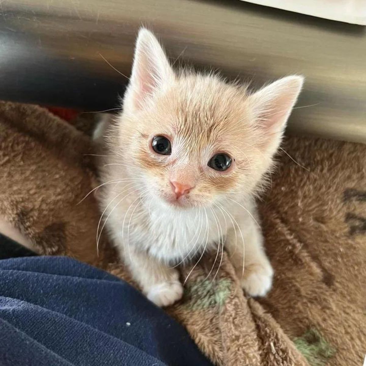 little beautiful kitty