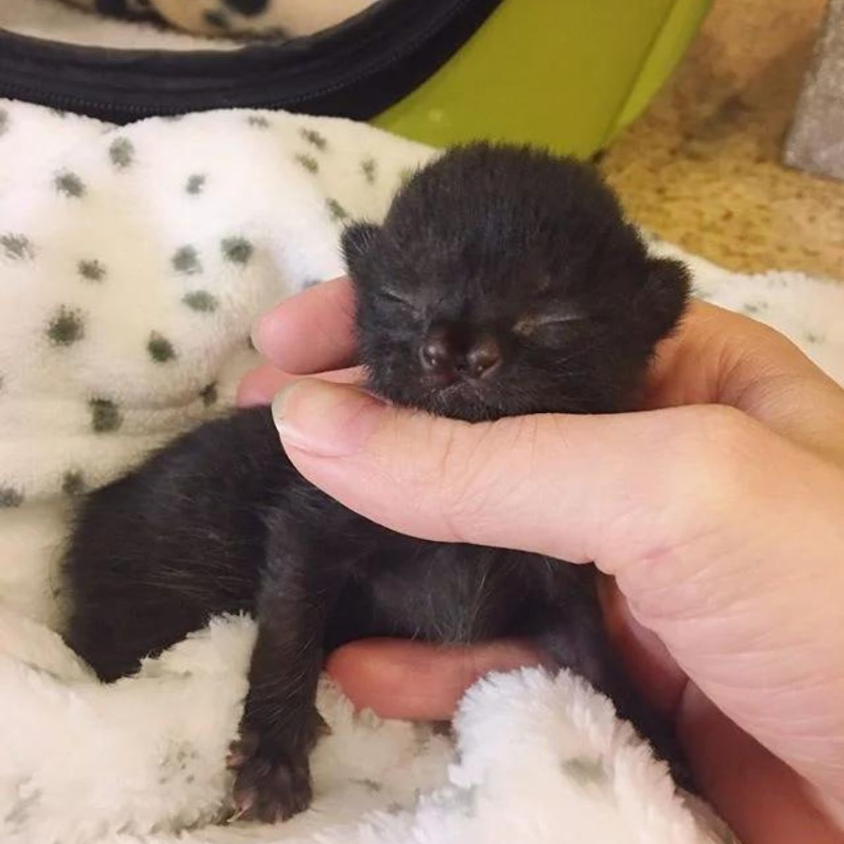 little black kitten is cuddling