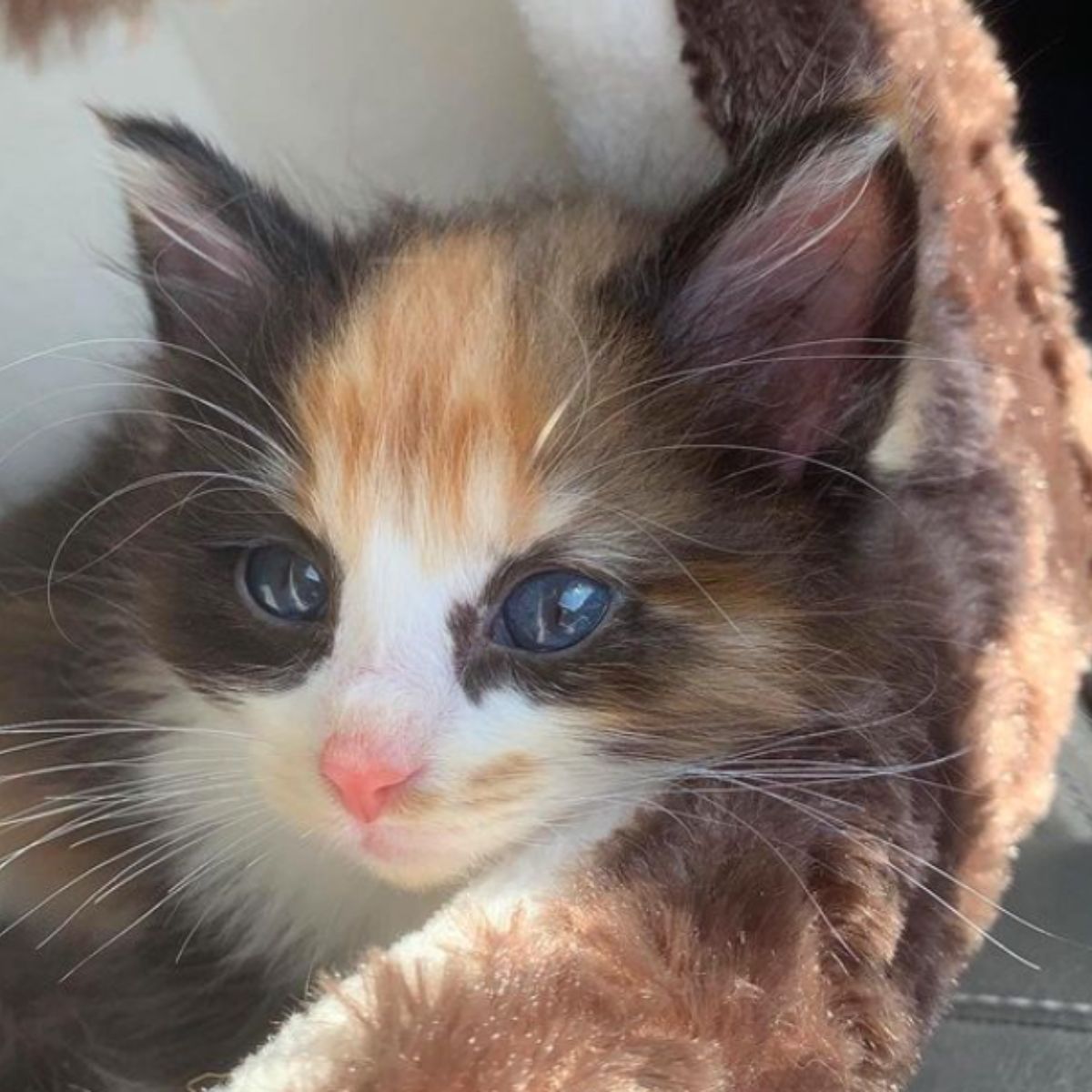 little cat with a colorful fur