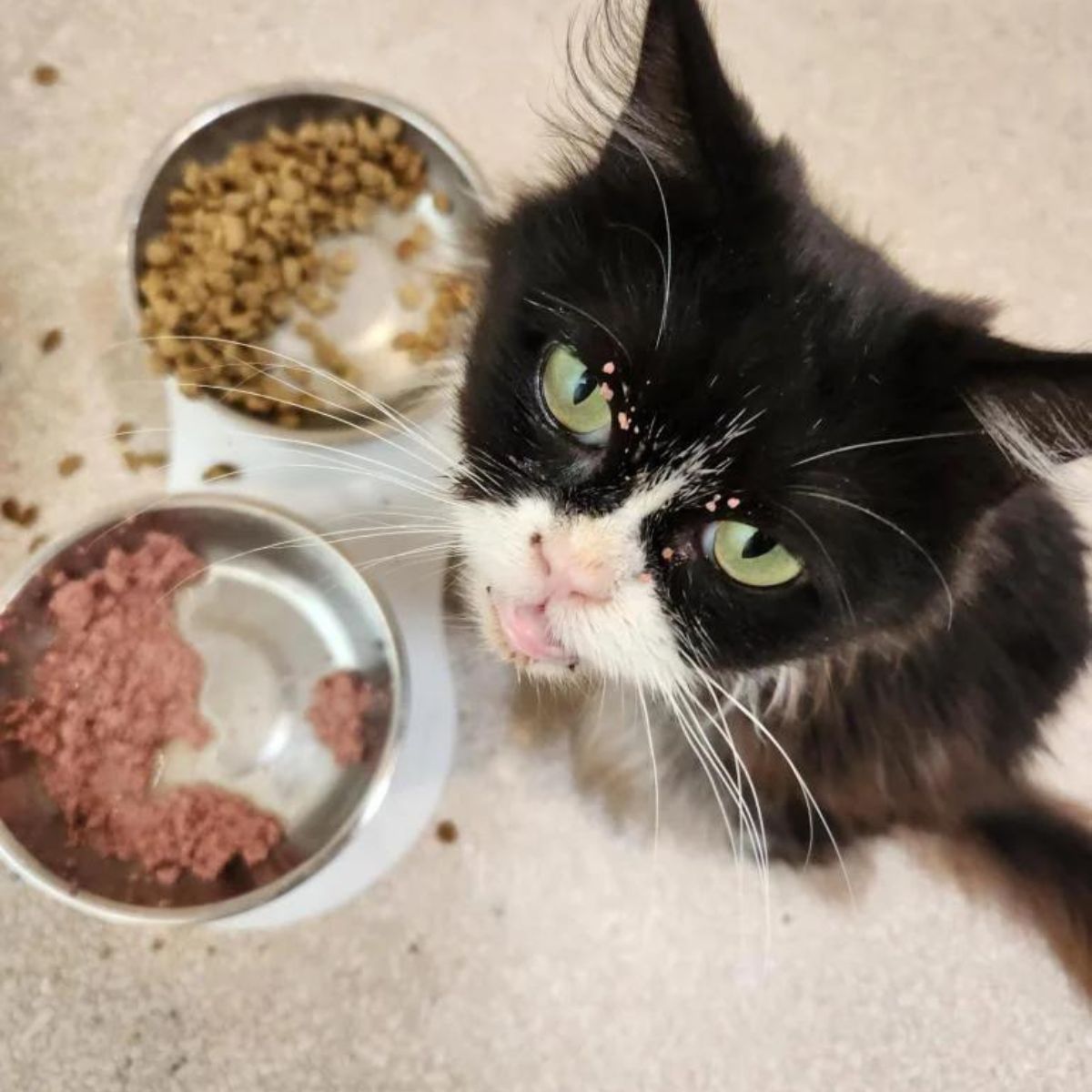 little cat is eating