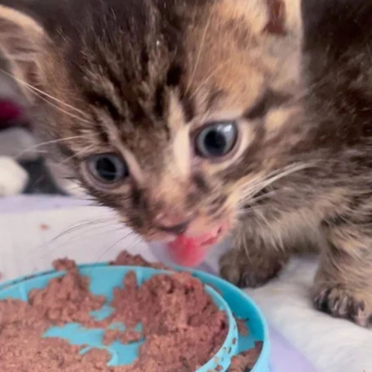 little cat is eating
