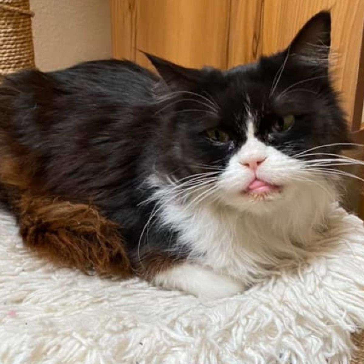 little cat stuck out its tongue