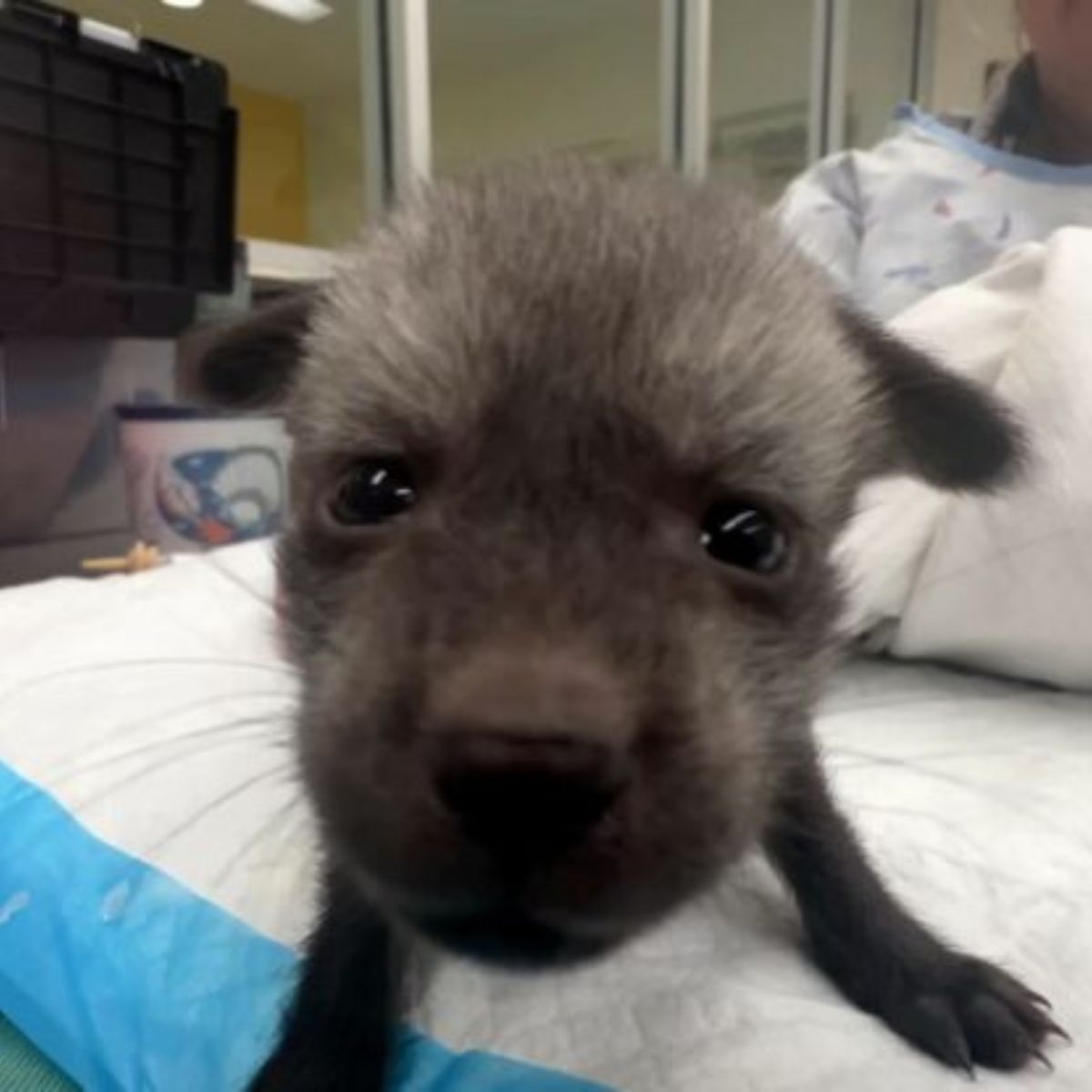 little dog is looking at the camera