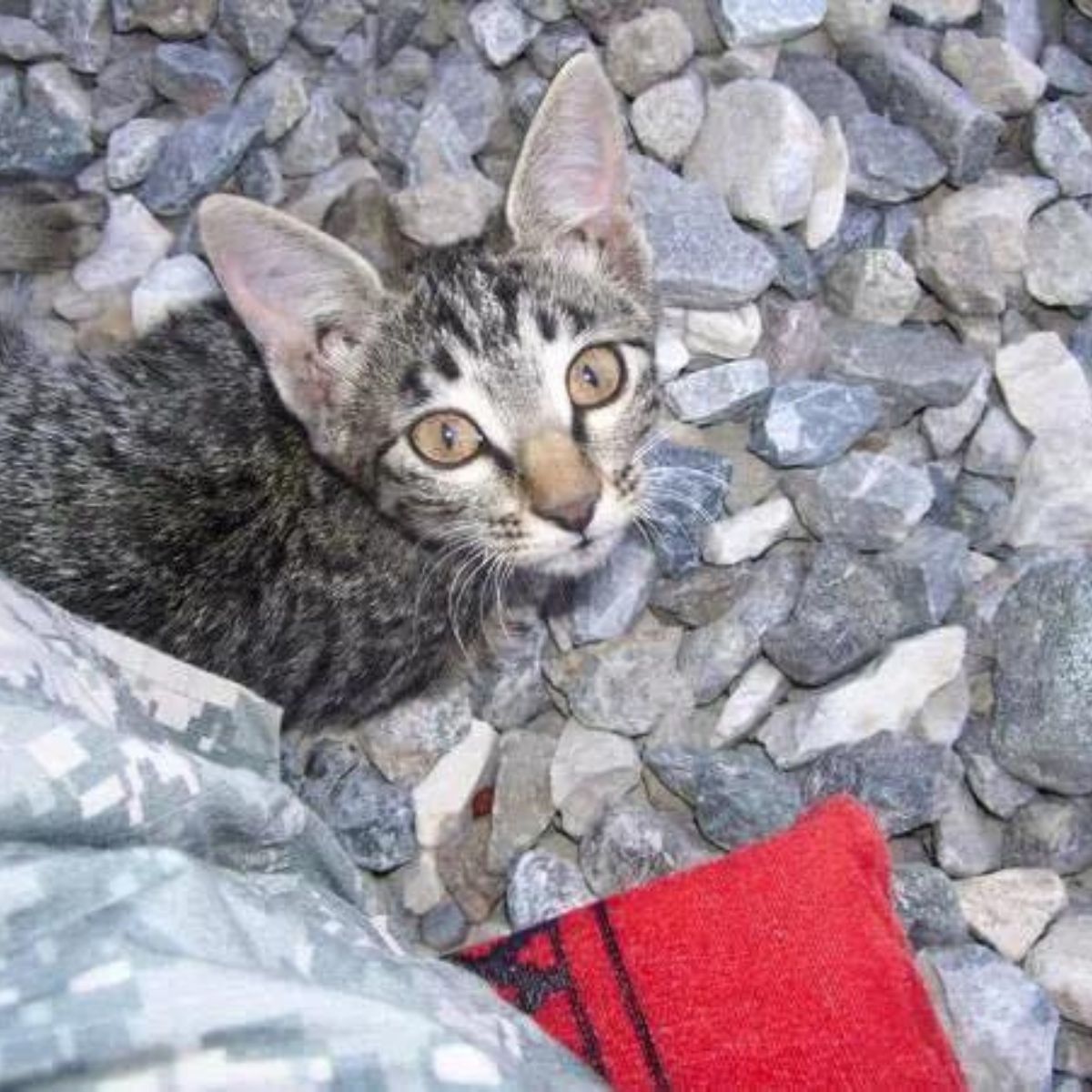 little found kitten