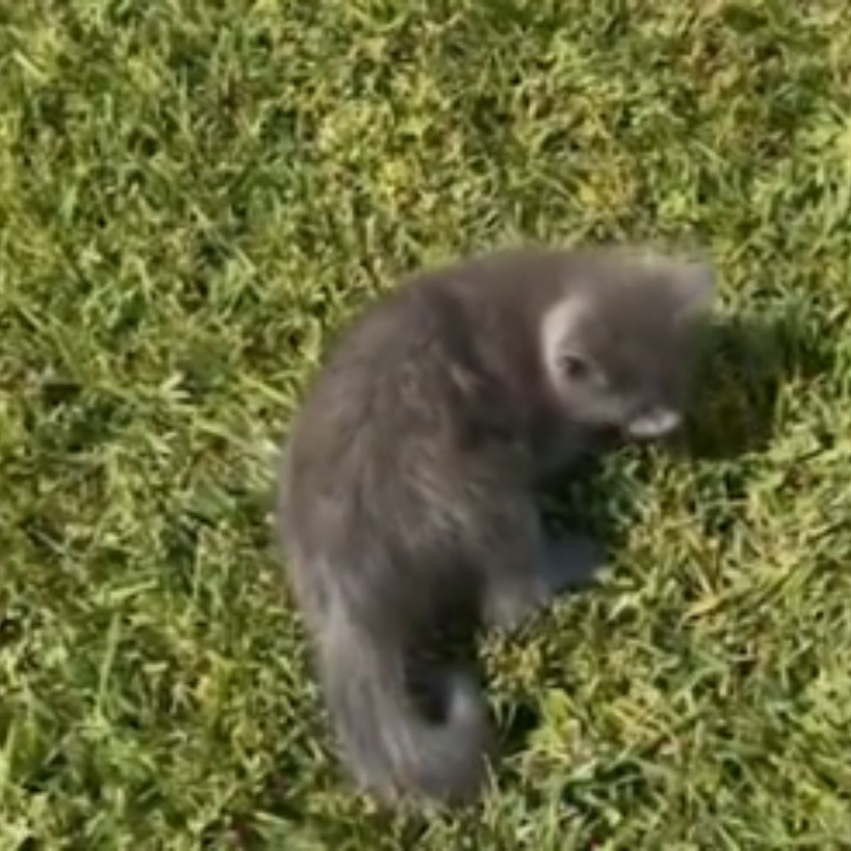 little gray cat on the grass
