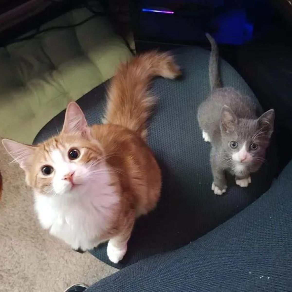 little kitten and mama cat are looking at the camera