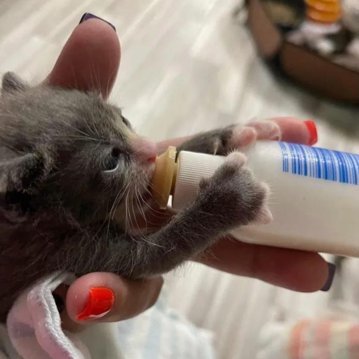 little kitten drinks milk from a bottle