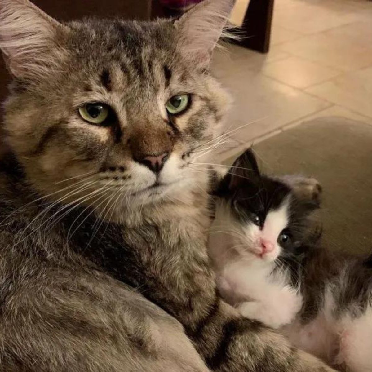 little kitten in the arms of a big senior cat