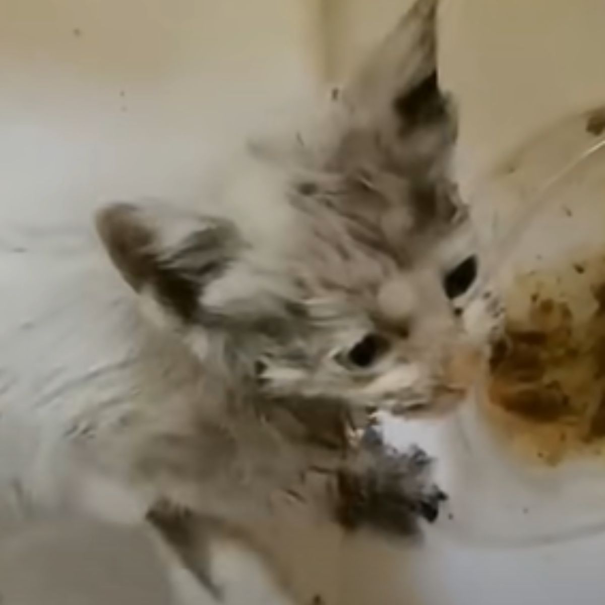 little kitten injured