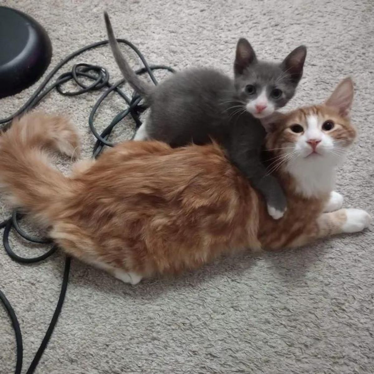 little kitten on mommy cat