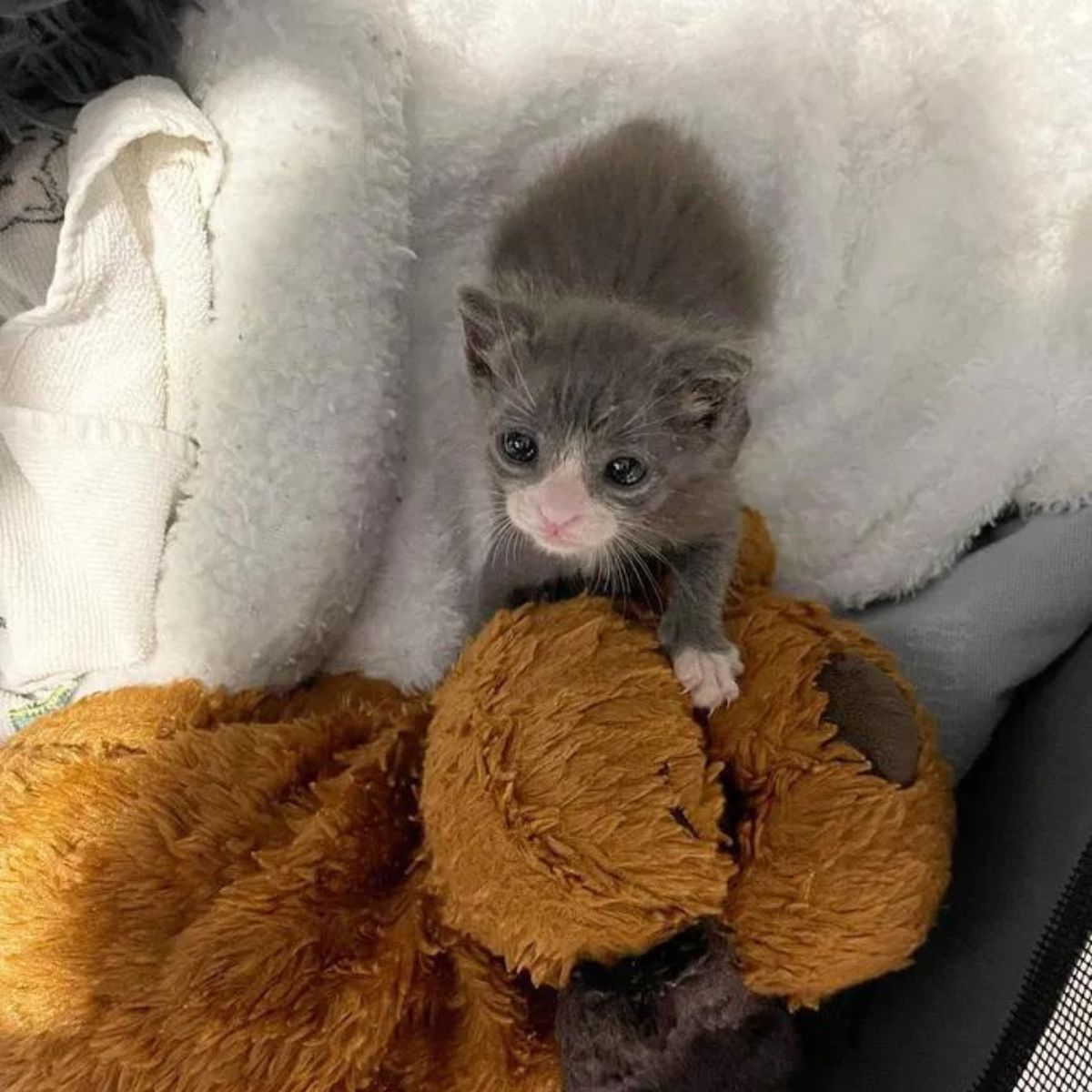 little kitten with a teddy bear