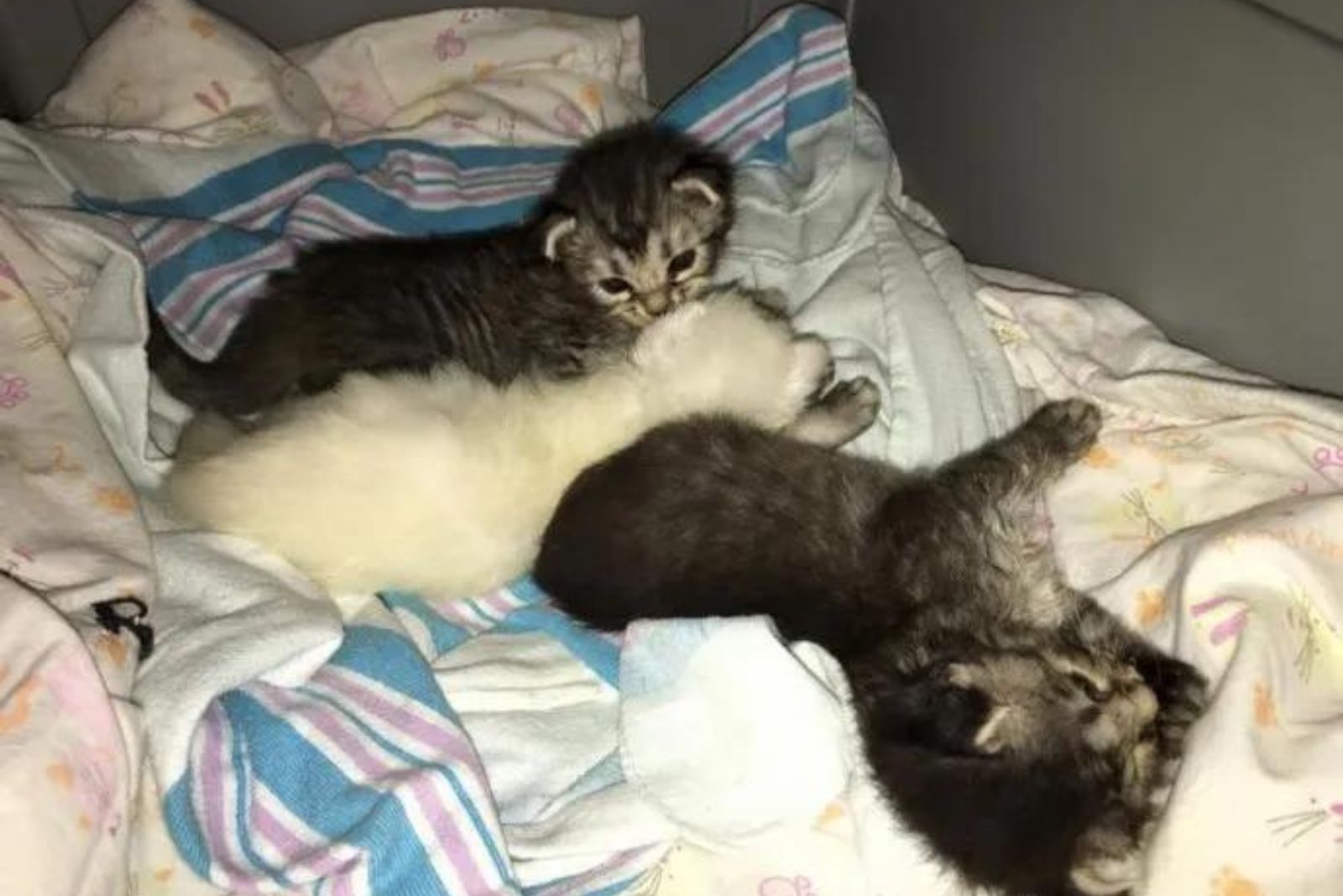 little kittens are lying in bed