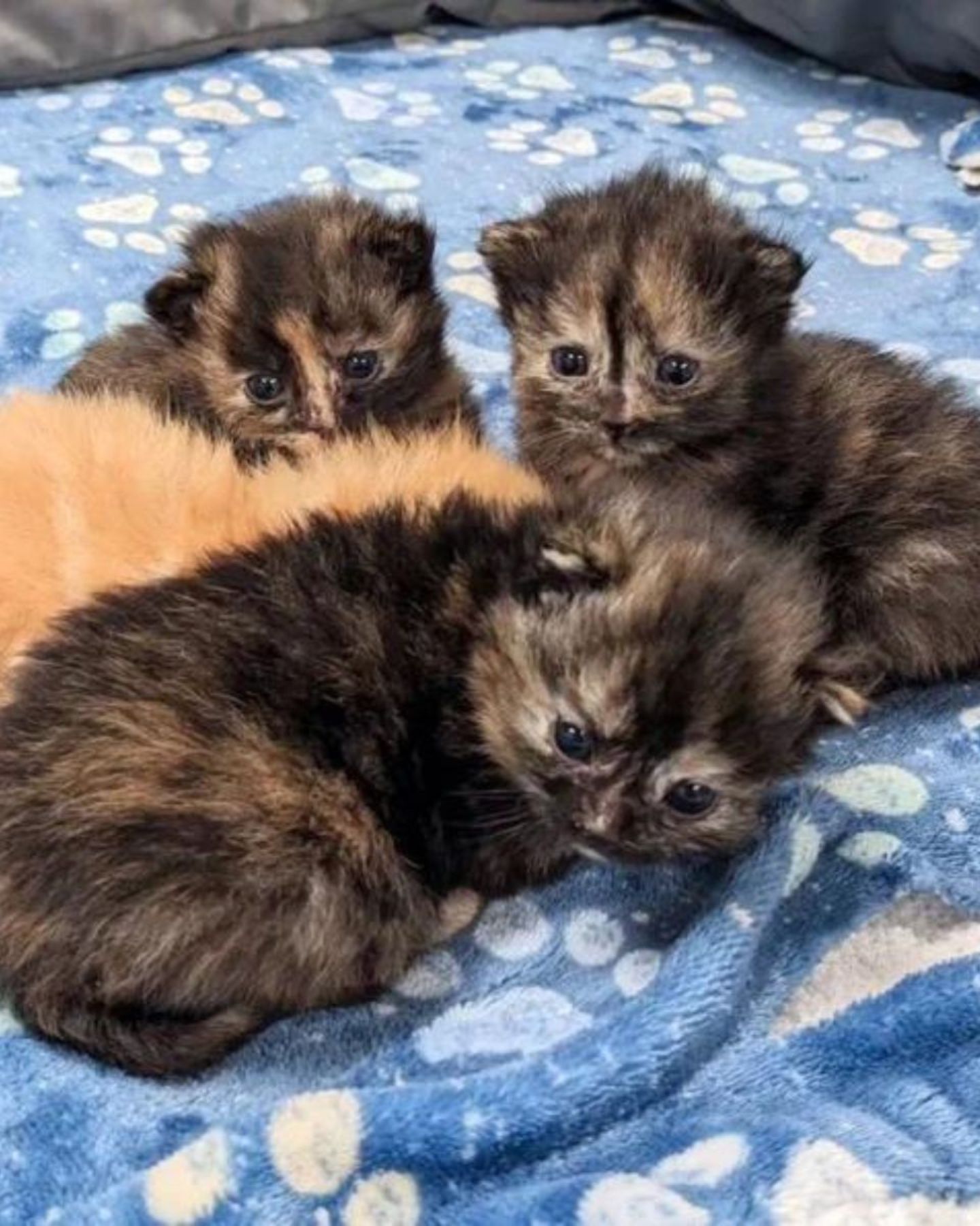 little kittens huddled together