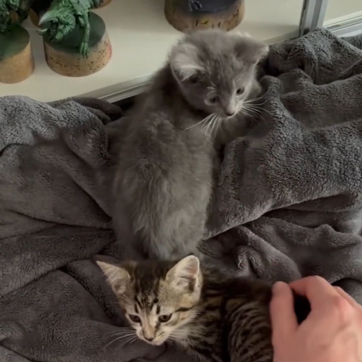 little kittens in a blanket