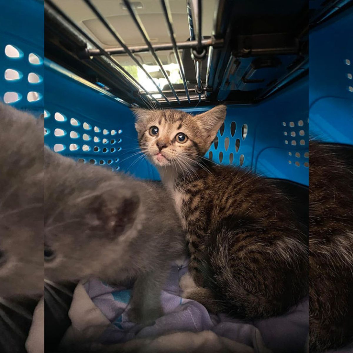 little kittens in a carrier