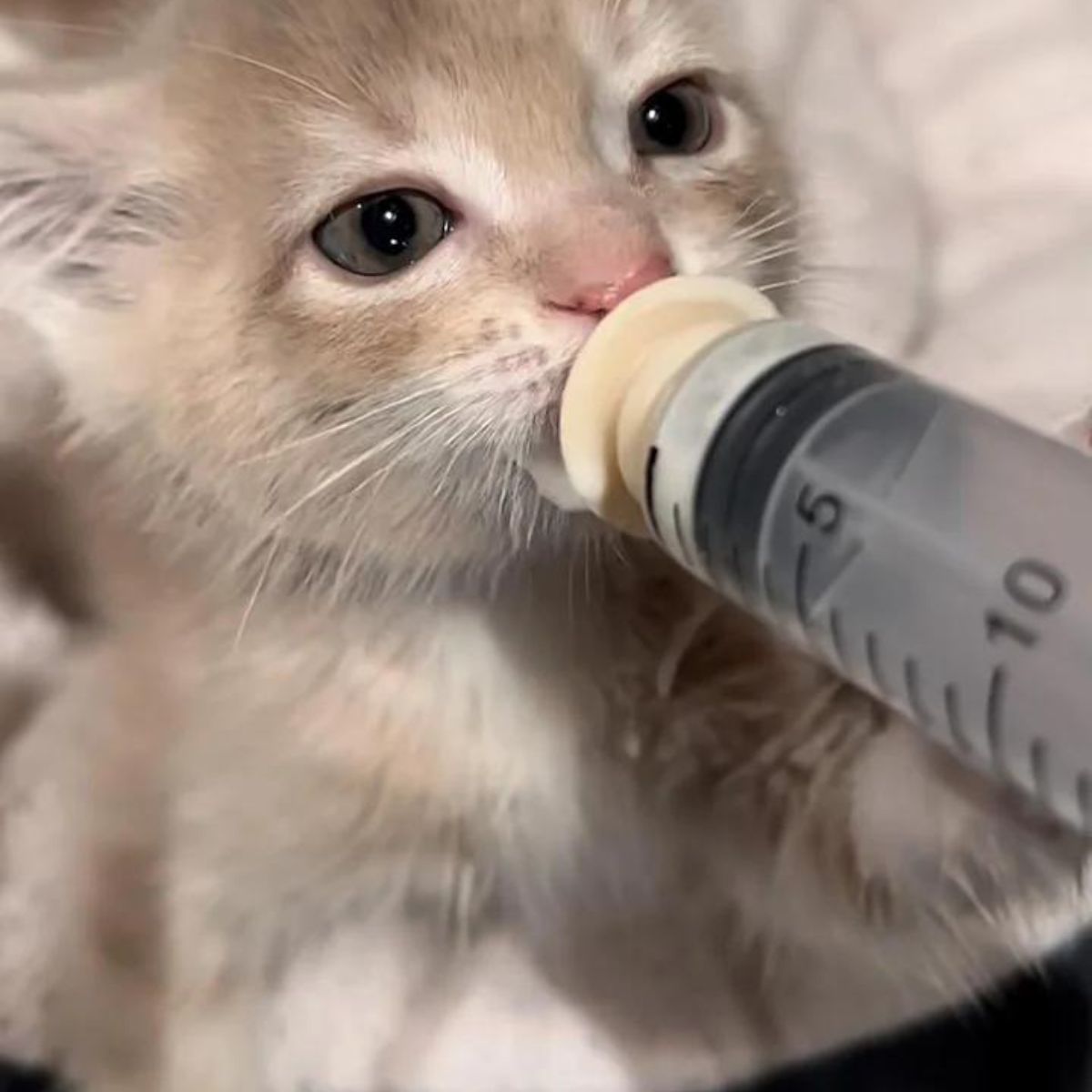 little kitty drinks milk from a syringe