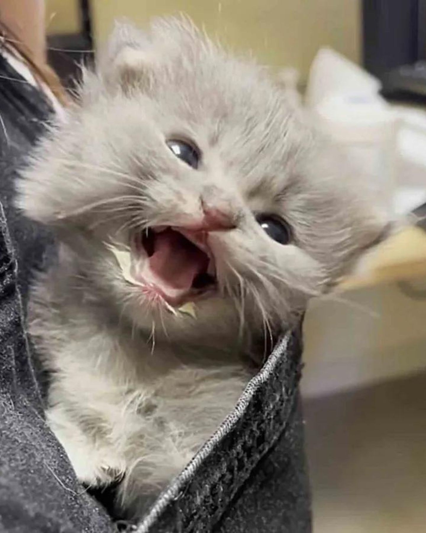 little kitty in the pocket