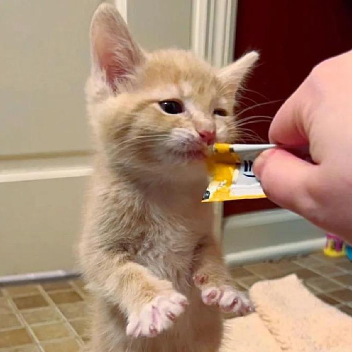 little kitty licks the paste