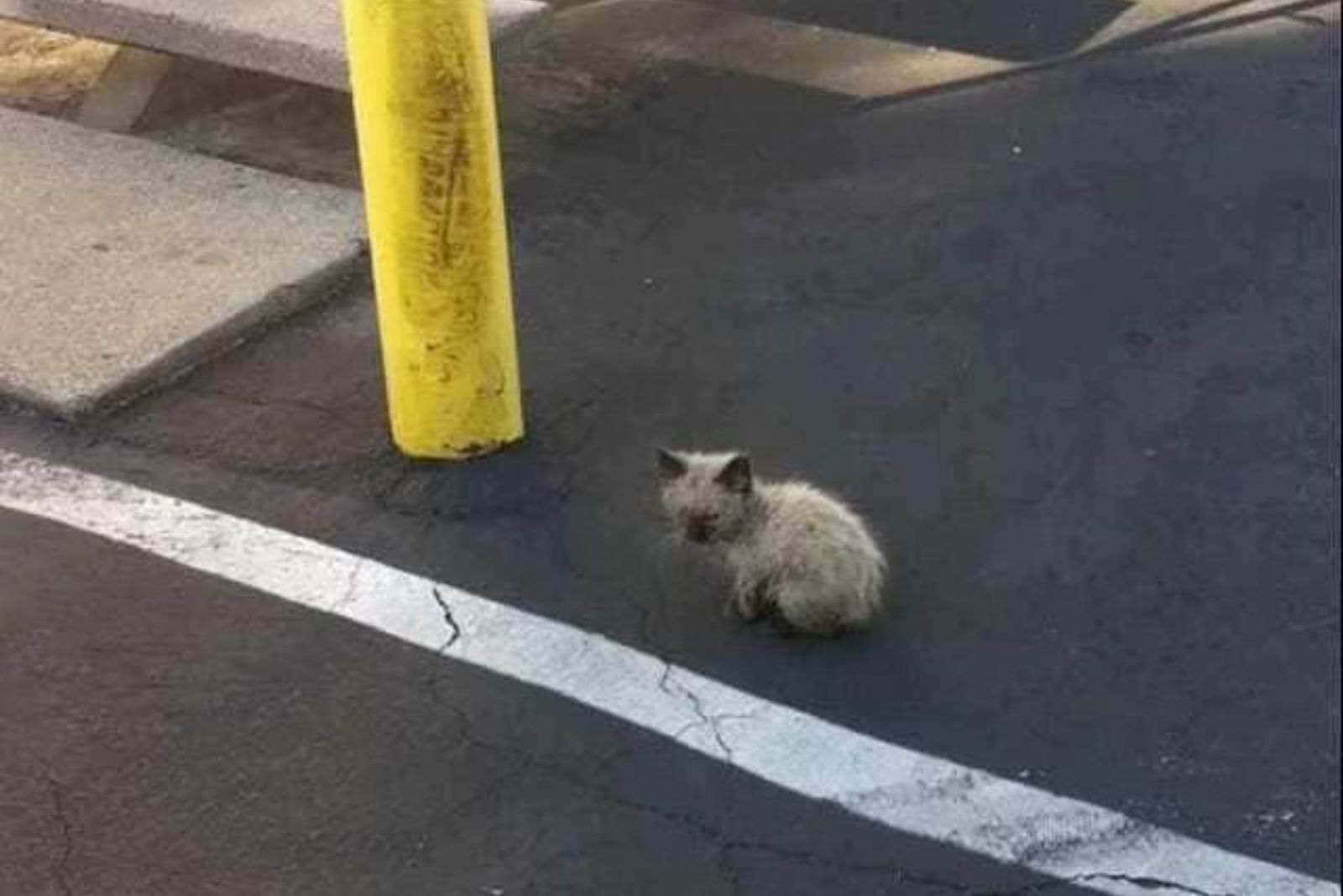 little kitty on the street