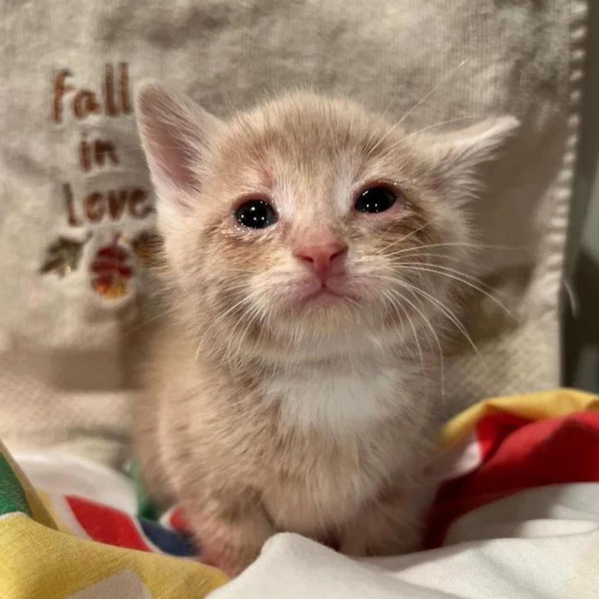 little kitty with teary eyes