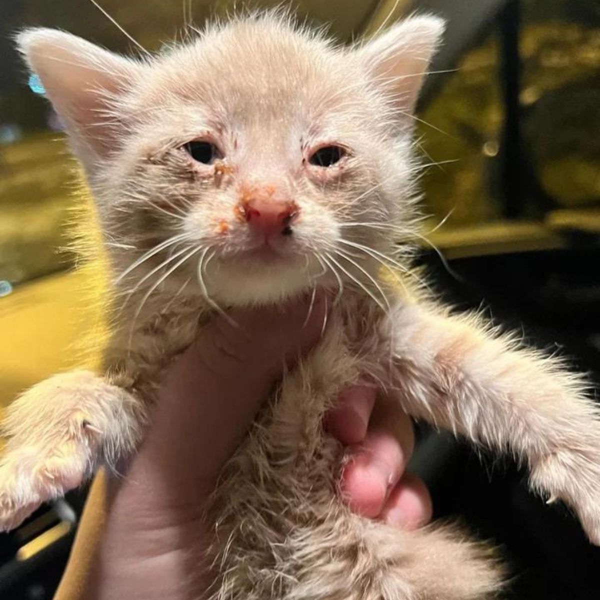 little neglected kitty