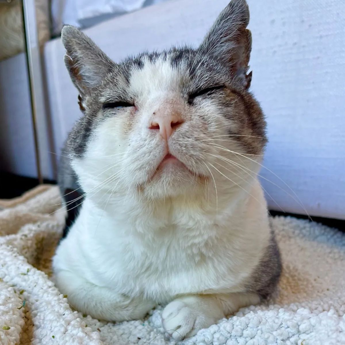 little nose recovered