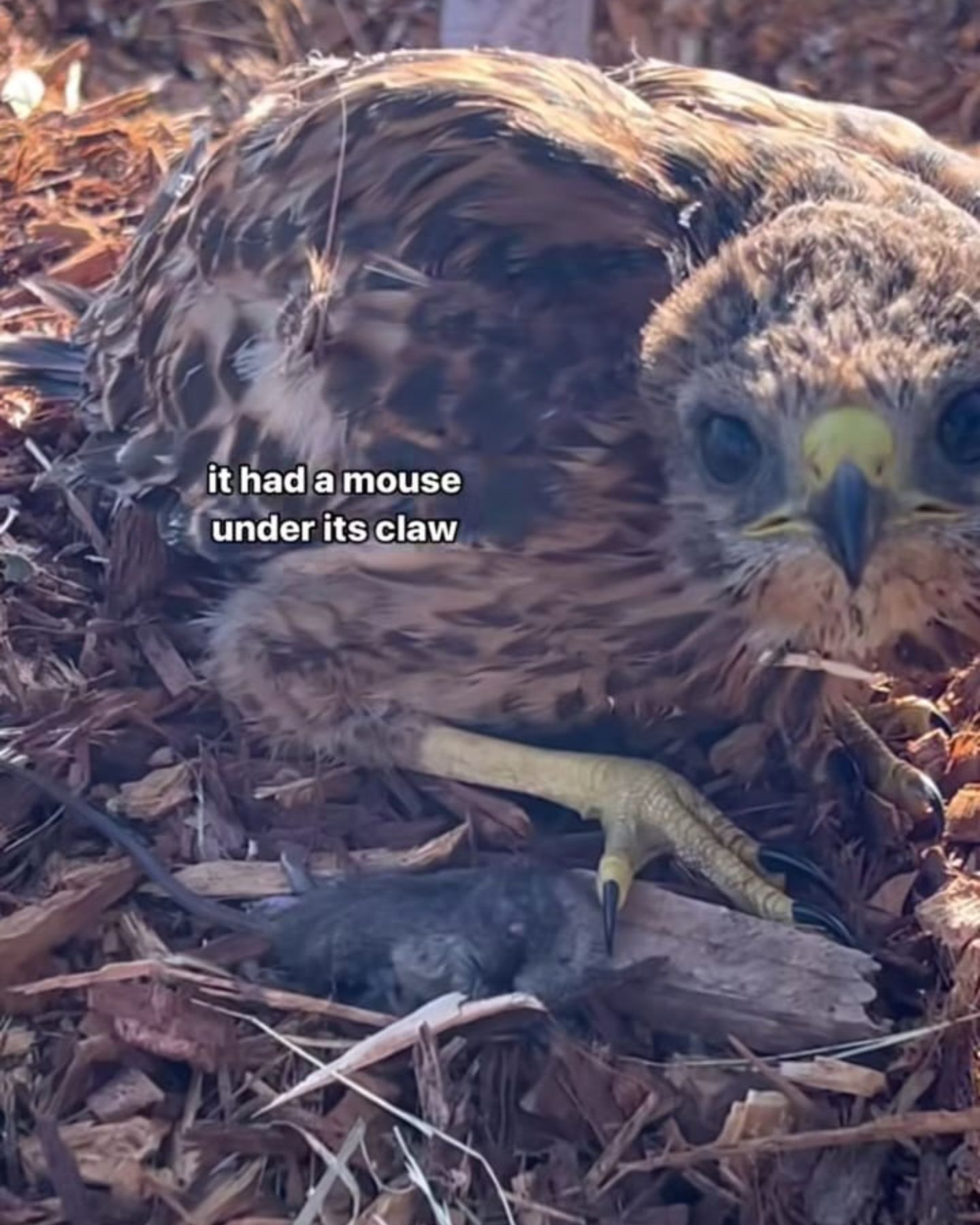 little owl