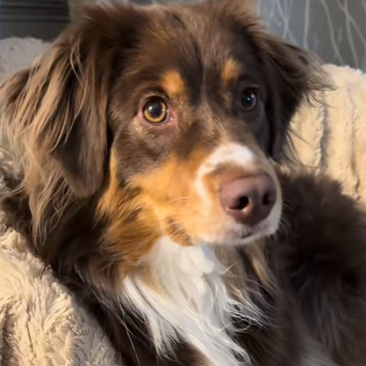 little pup is scared