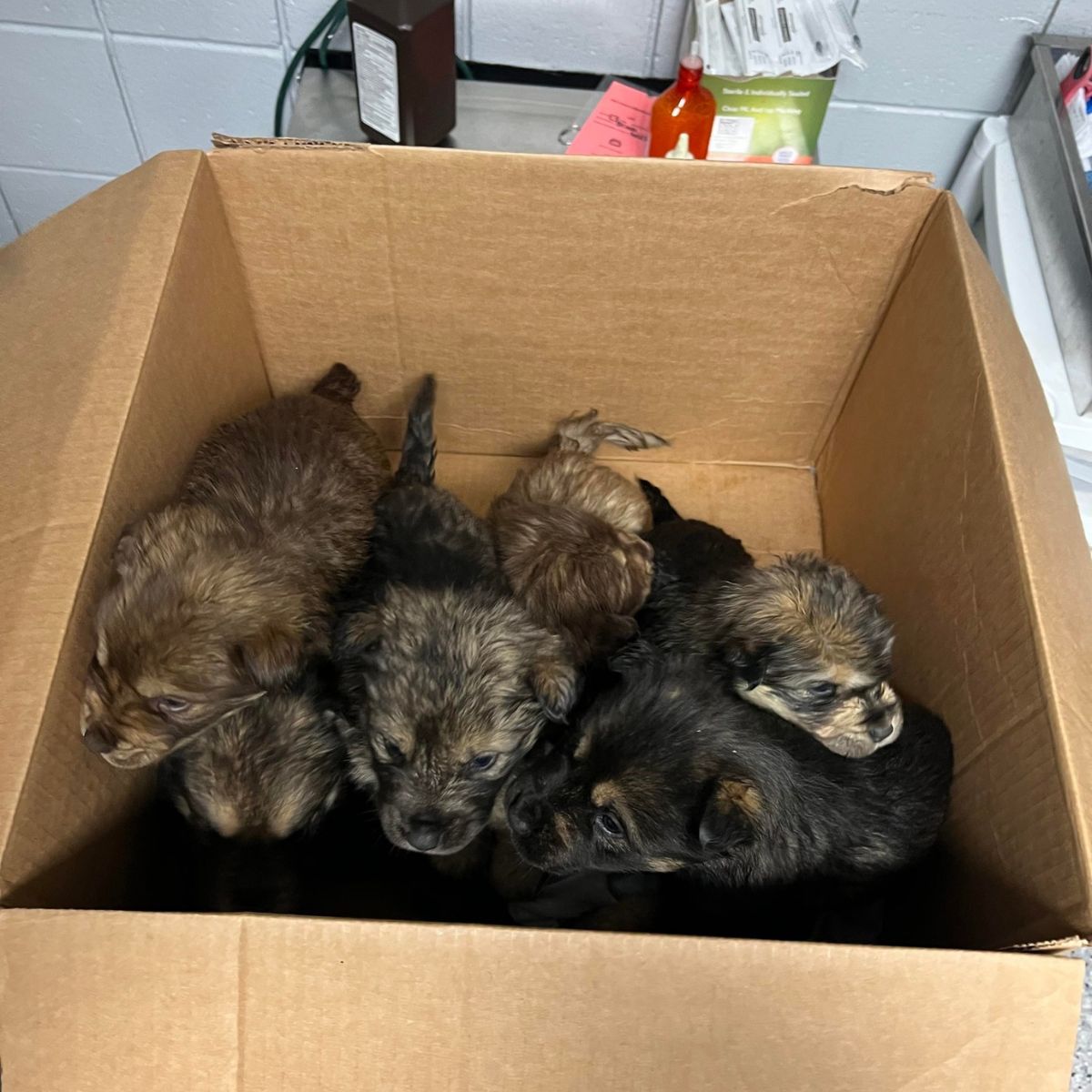 little puppies in box