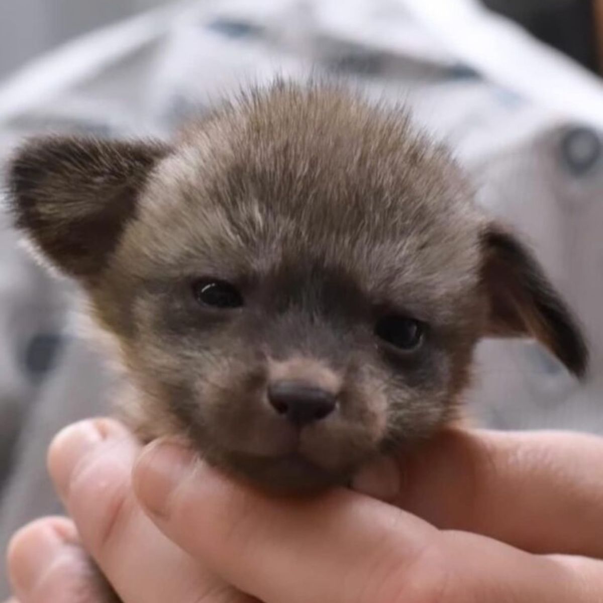 little puppy