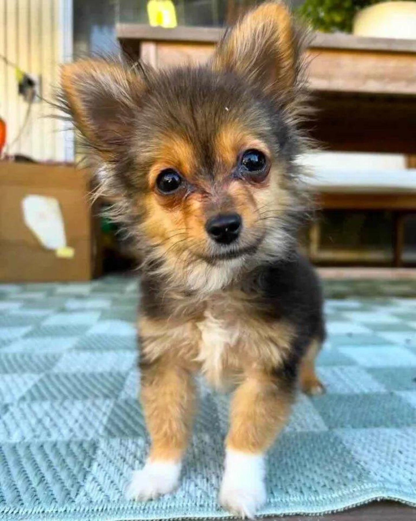 little puppy