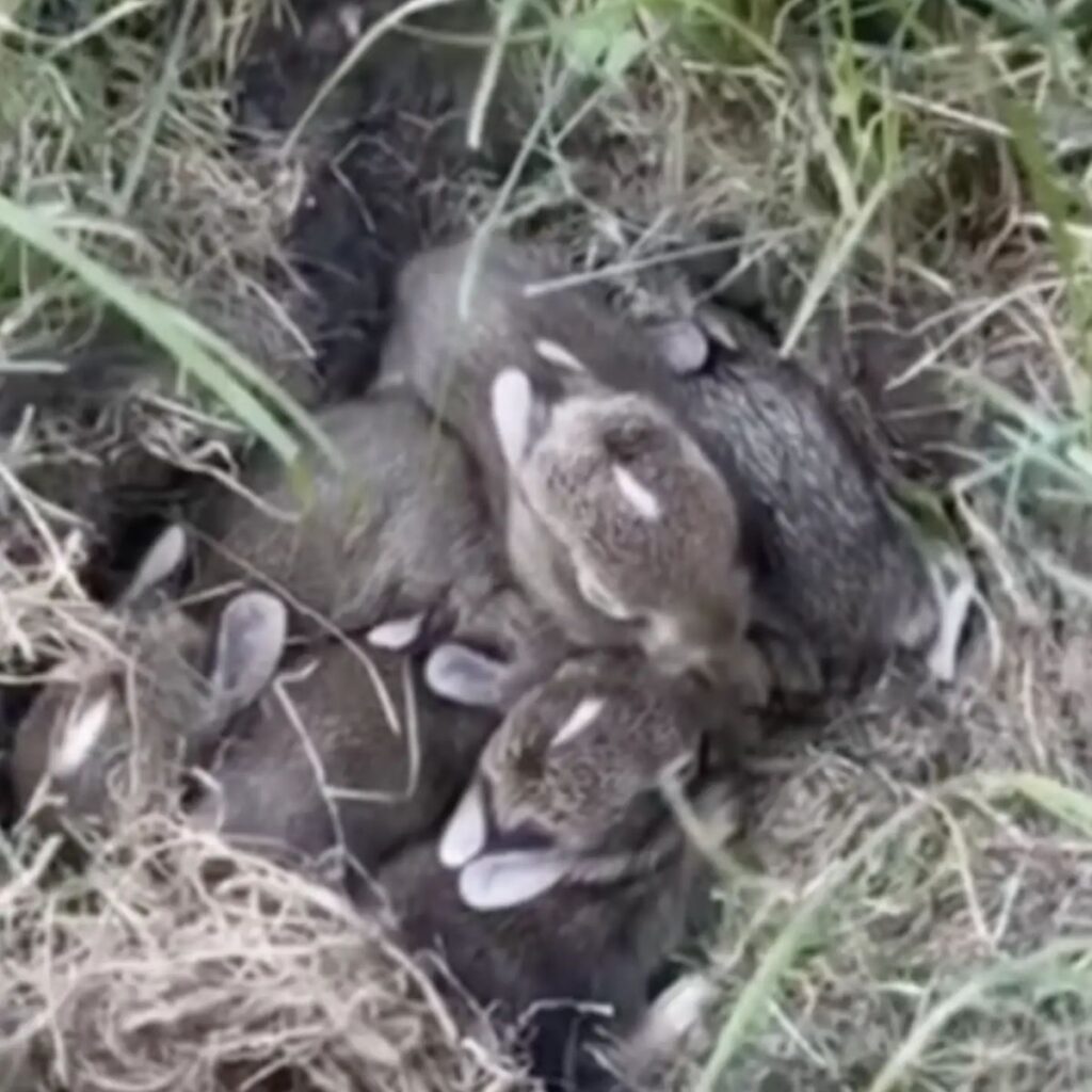 little rabbits