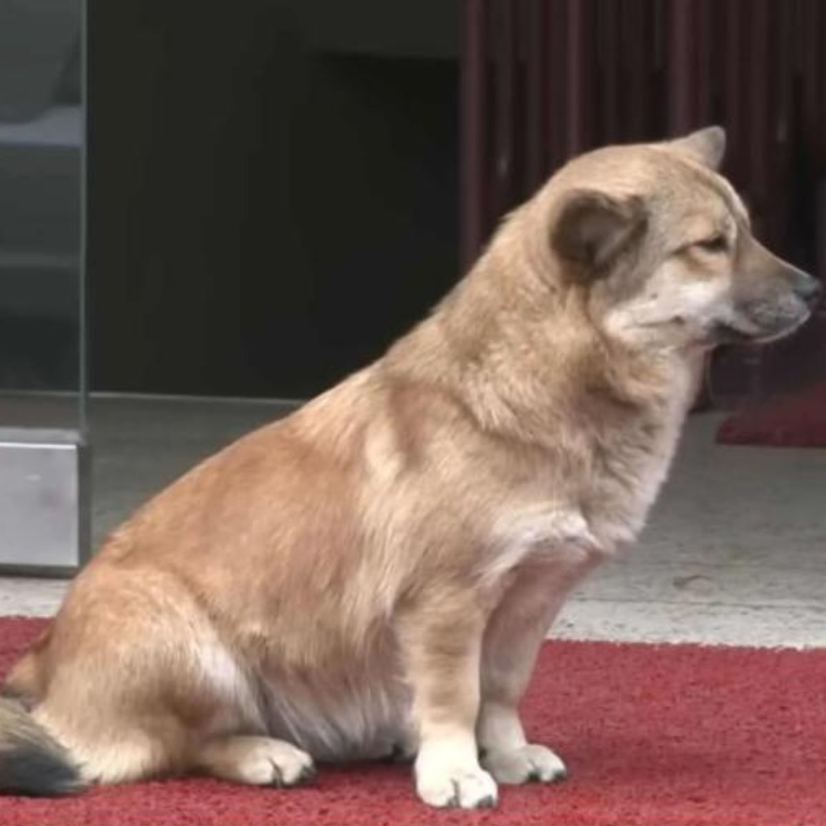 lonely dog