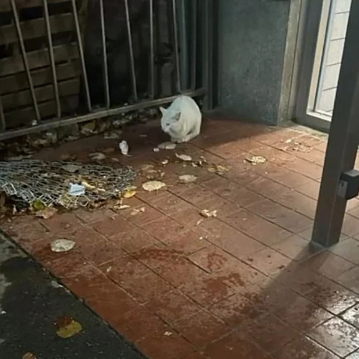 lonely white cat