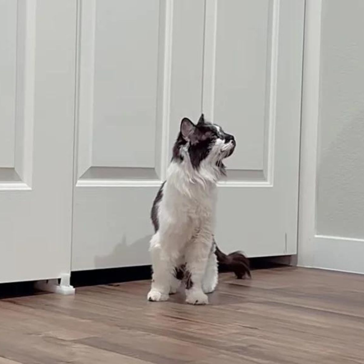long-furred cat in the house