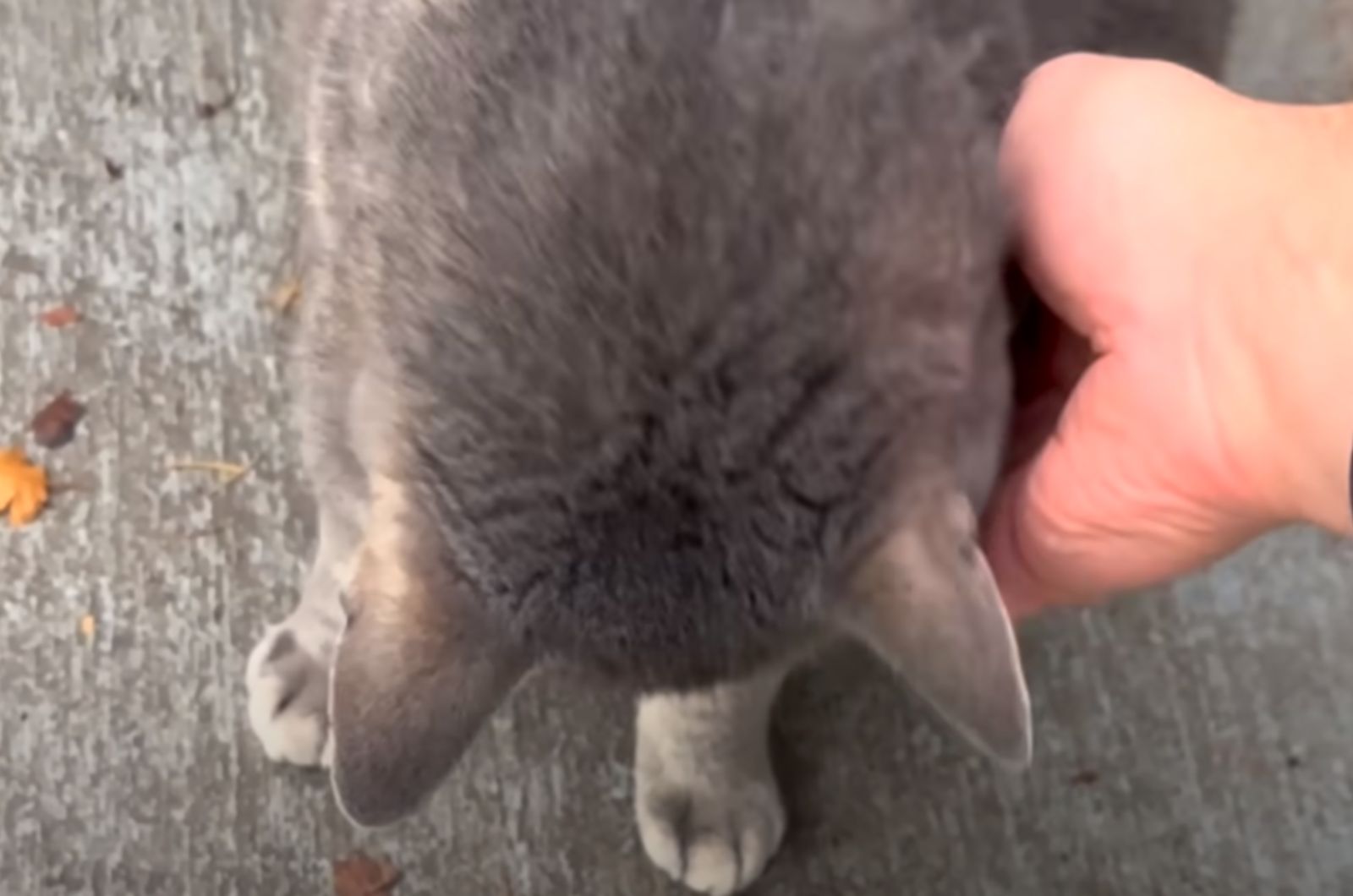 lost cat is cuddling