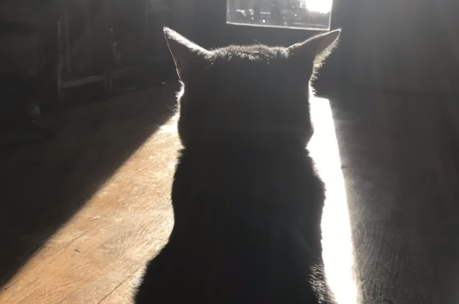 lost cat