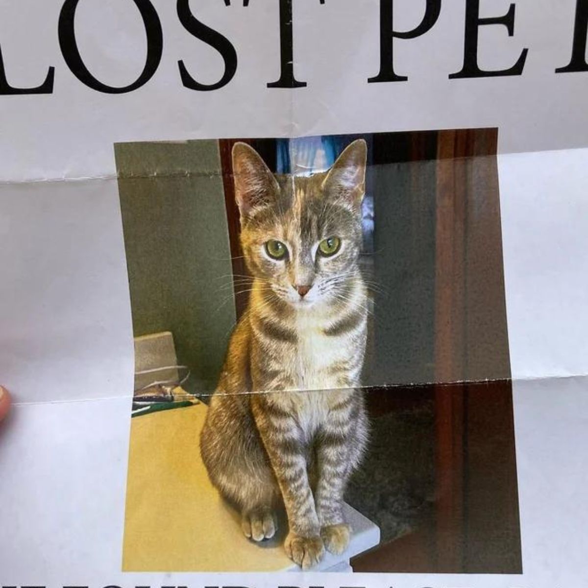 lost pet flyer