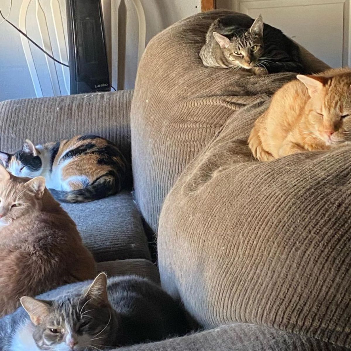 lot of cute cats