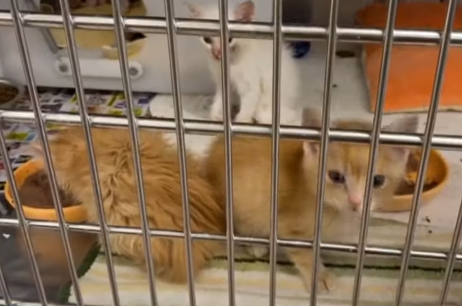 lots of cute cats