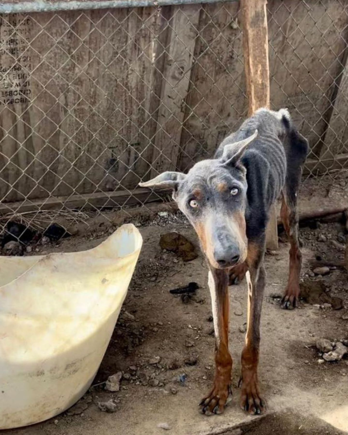 malnourished dog