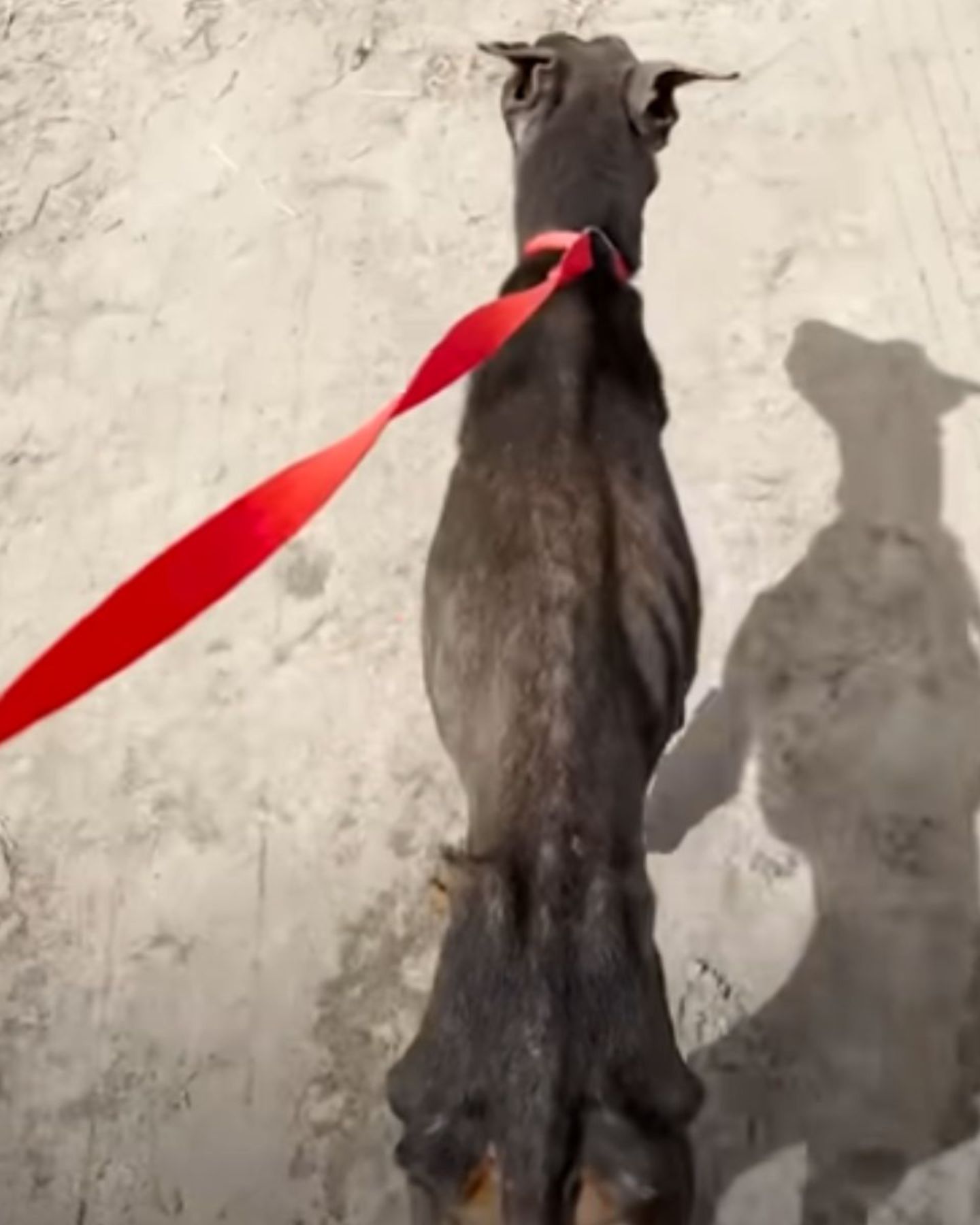 malnourished dog on a leash