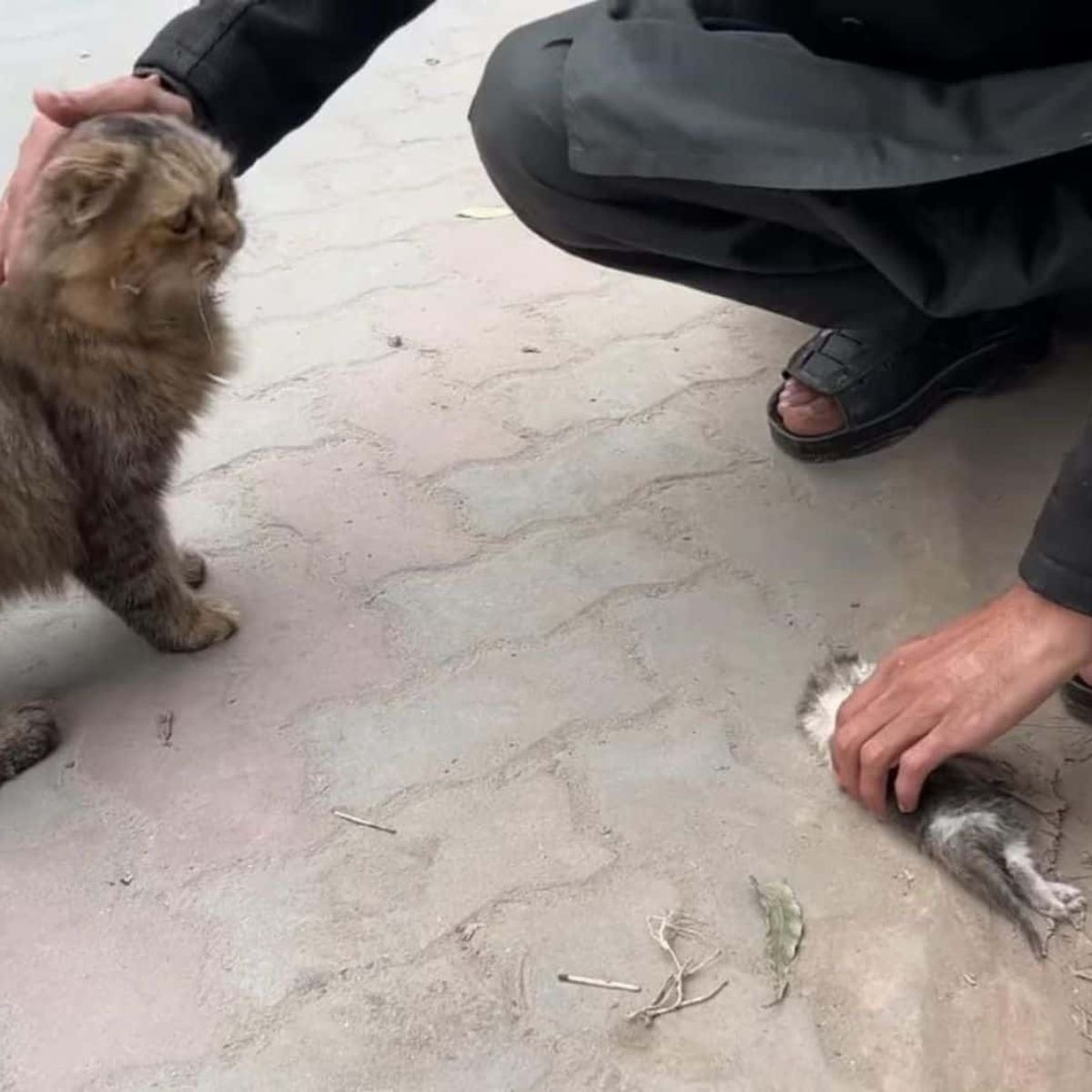 mama cat and sick kitten