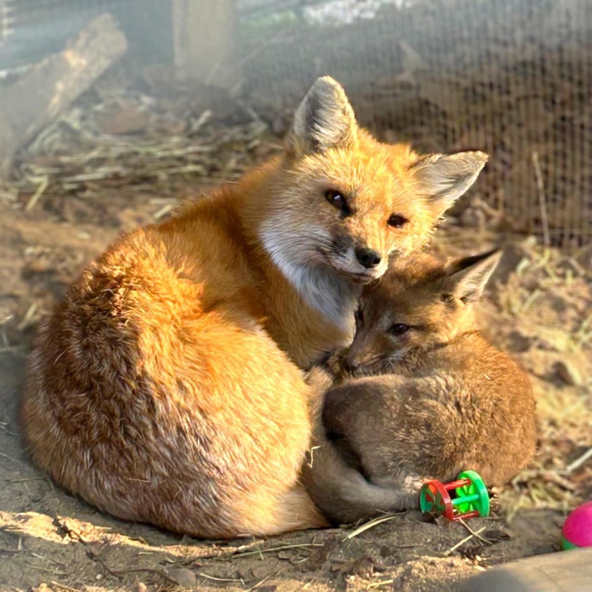 mama fox and her baby fox