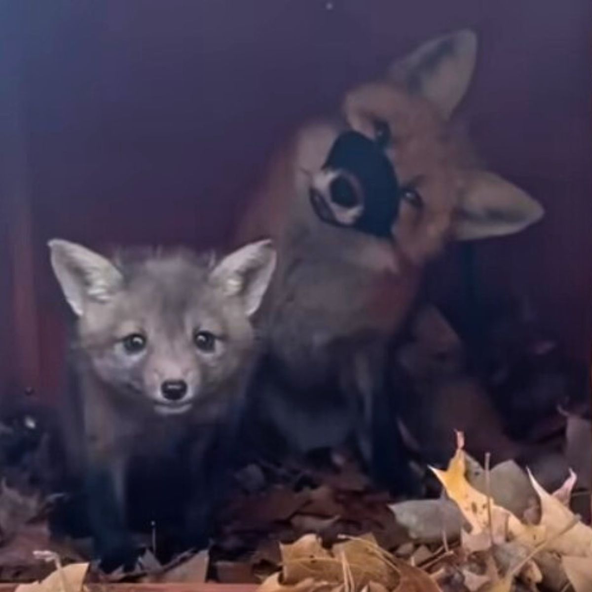 mama fox and her young