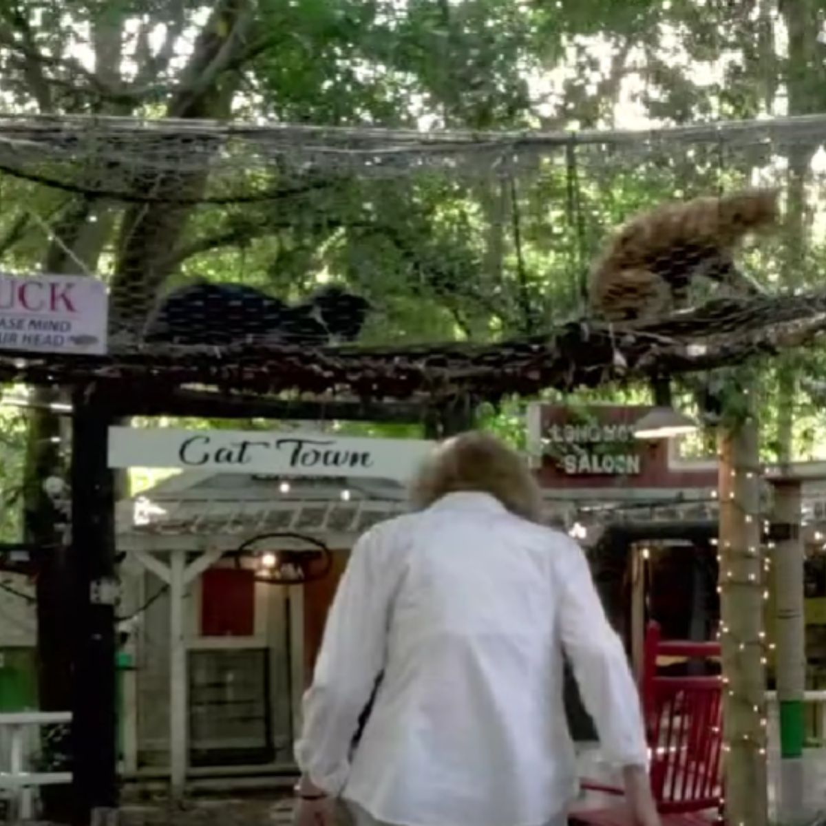 man helps the cats