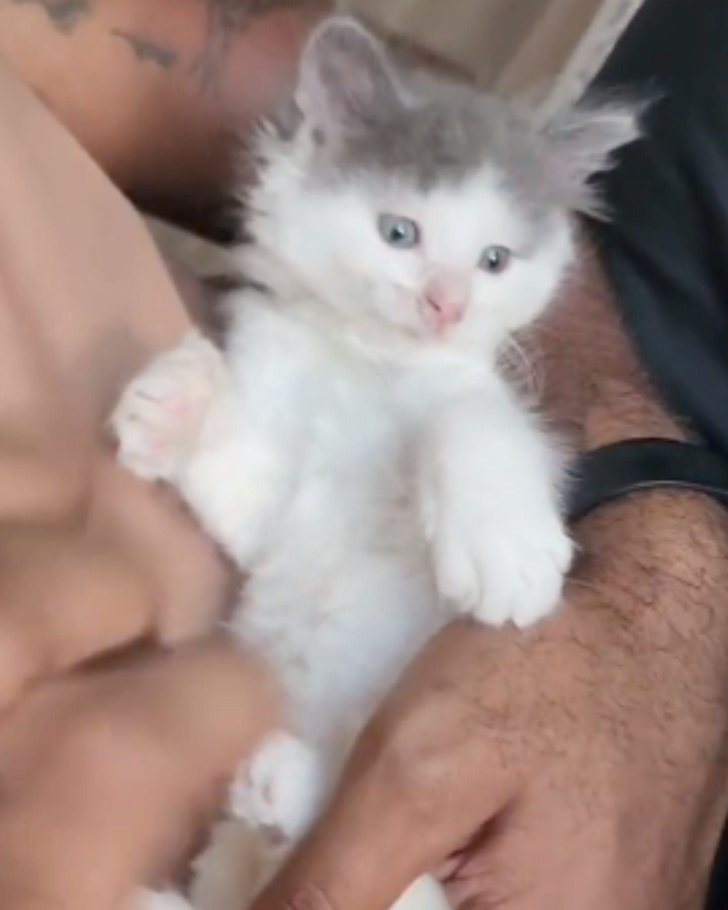 man holding tiny white kitten