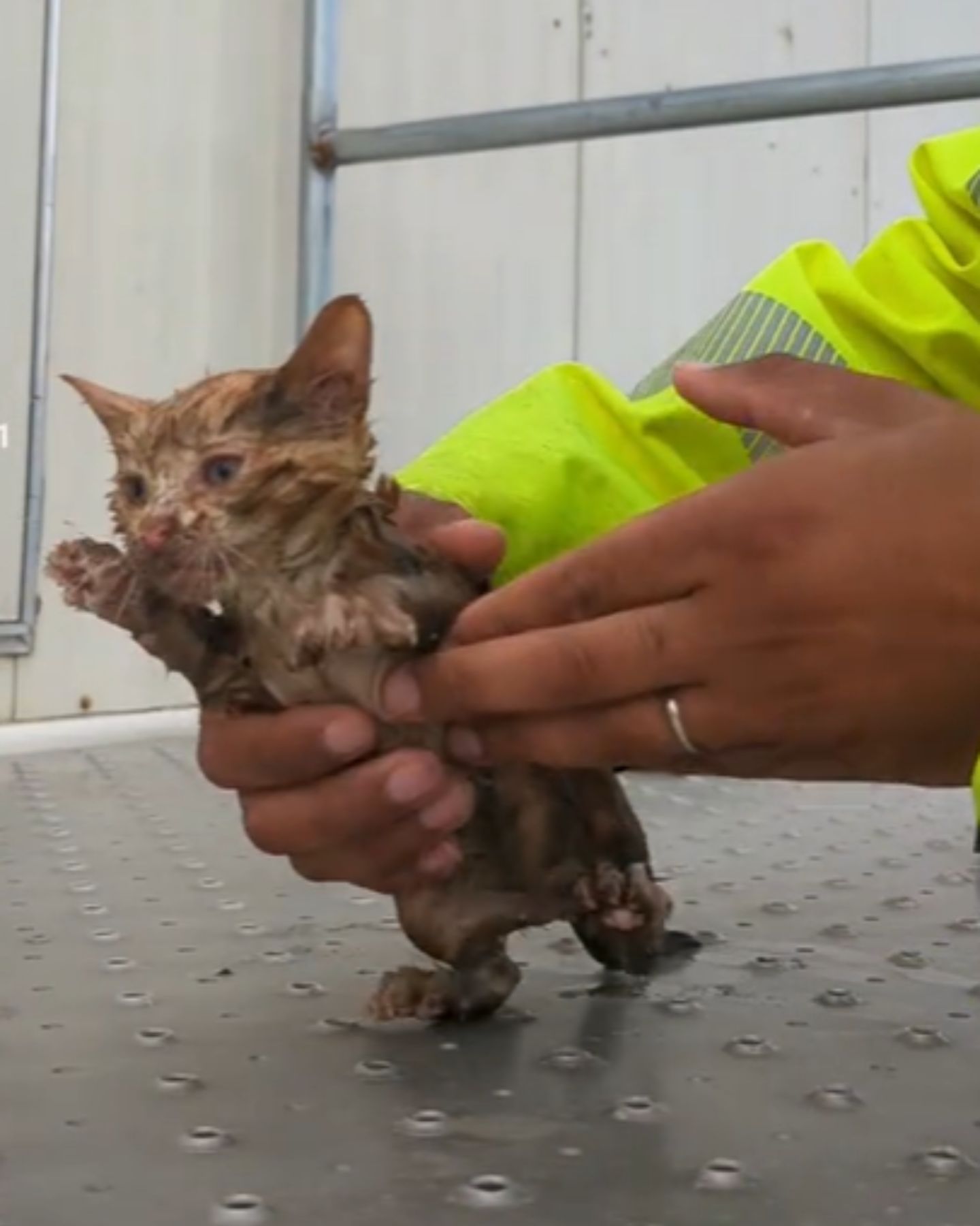 man is guarding a rescued cat